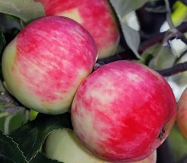 Pommier Silver Hoof : Variété, caractéristiques et entretien