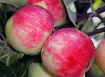 Pommier Silver Hoof : Variété, caractéristiques et entretien