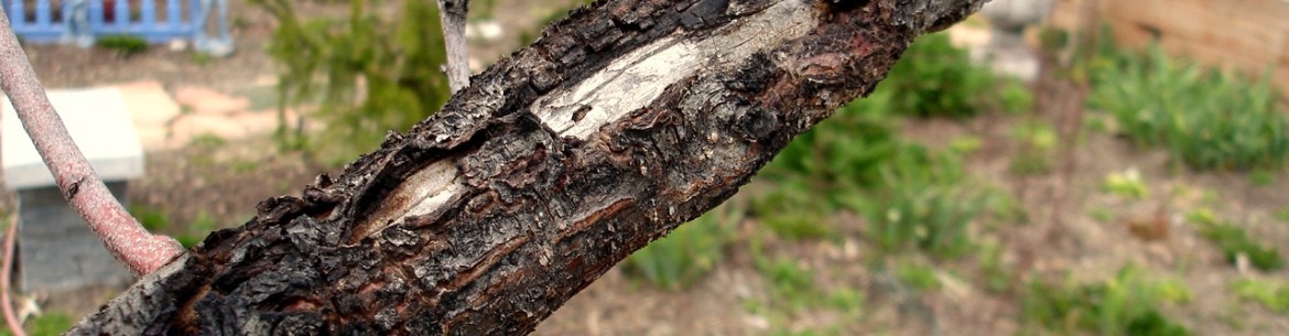 Que faire si l'écorce d'un pommier se détache : causes et traitement d'un tronc dénudé