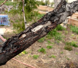 Que faire si l'écorce d'un pommier se détache : causes et traitement d'un tronc dénudé