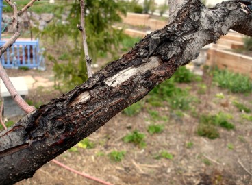 Que faire si l'écorce d'un pommier se détache : causes et traitement d'un tronc dénudé