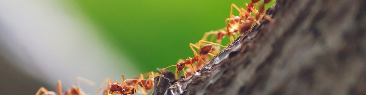 Ceinture anti-fourmis et autres insectes : protéger les arbres de jardin des parasites