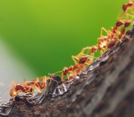 Ceinture anti-fourmis et autres insectes : protéger les arbres de jardin des parasites