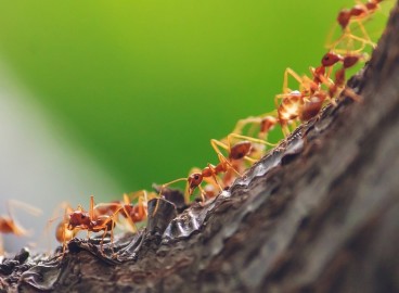 Ceinture anti-fourmis et autres insectes : protéger les arbres de jardin des parasites