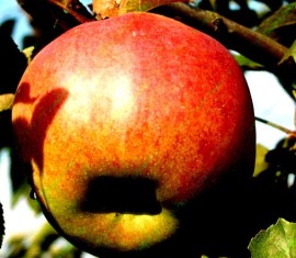 Pommier Zhigulevskoye : caractéristiques de la variété et entretien