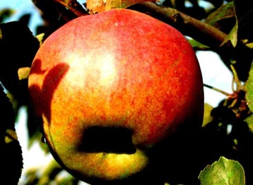 Pommier Zhigulevskoye : caractéristiques de la variété et entretien