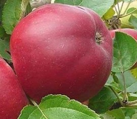 Le pommier Venyaminovskoye : caractéristiques de la variété et entretien