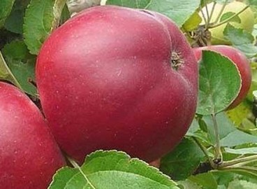 Le pommier Venyaminovskoye : caractéristiques de la variété et entretien