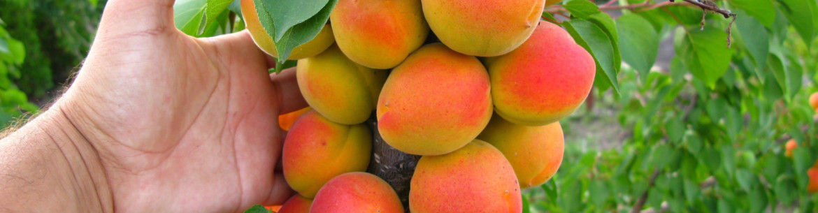 Les 8 meilleurs arbres fruitiers de la région de Moscou