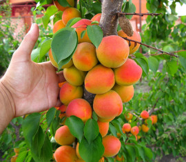 Les 8 meilleurs arbres fruitiers de la région de Moscou