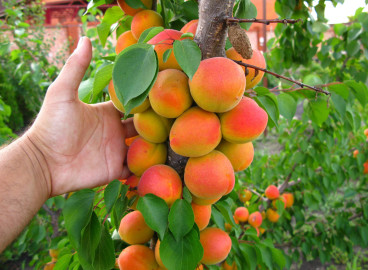 Les 8 meilleurs arbres fruitiers de la région de Moscou