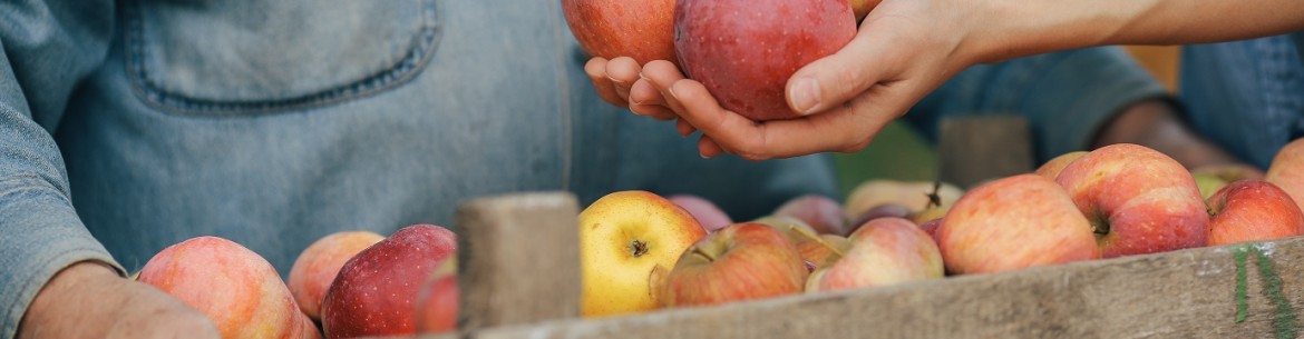 Une méthode simple pour augmenter le nombre d'ovaires sur un pommier