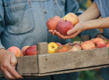 Une méthode simple pour augmenter le nombre d'ovaires sur un pommier