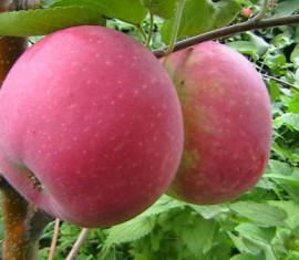 Pommier « Mémoire du guerrier » : caractéristiques de la variété et entretien