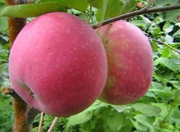 Pommier « Mémoire du guerrier » : caractéristiques de la variété et entretien