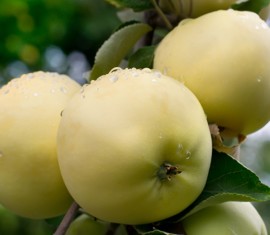 Pommier Uralskoye Nalivnoye : caractéristiques de la variété et entretien