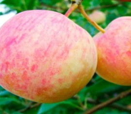 Pommier Uralets : caractéristiques de la variété et entretien