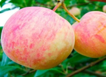 Pommier Uralets : caractéristiques de la variété et entretien