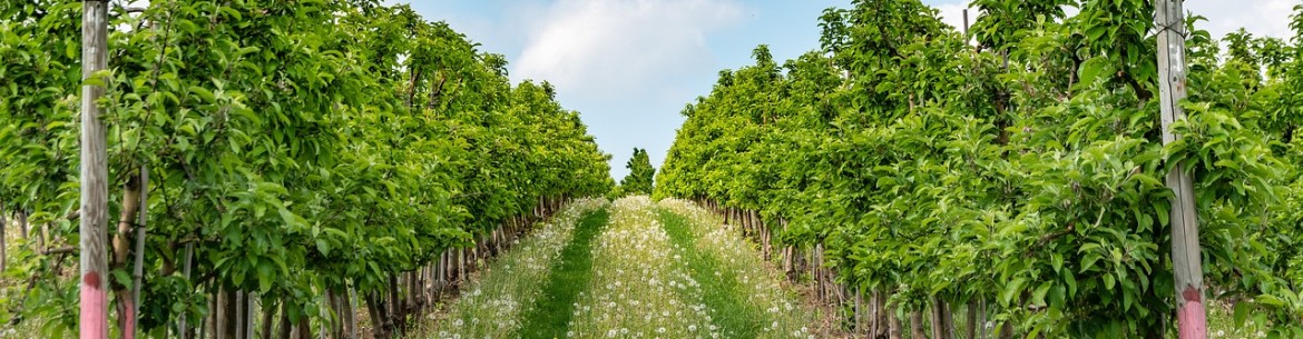 Règles et subtilités de la plantation de pommiers à système racinaire fermé