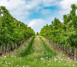 Règles et subtilités de la plantation de pommiers à système racinaire fermé