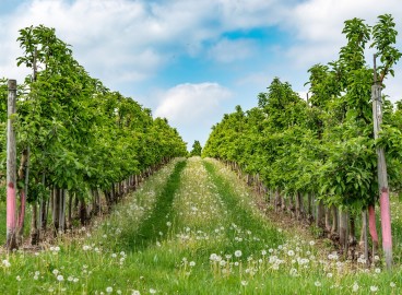 Règles et subtilités de la plantation de pommiers à système racinaire fermé
