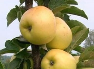 Dialogue sur le pommier : caractéristiques de la variété et entretien