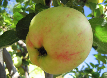 Pommier Yubilyar : caractéristiques de la variété et entretien