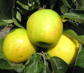 Pommier Malukha : caractéristiques de la variété et entretien