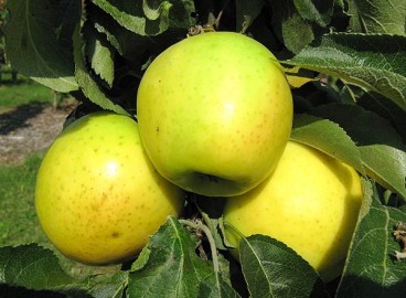 Pommier Malukha : caractéristiques de la variété et entretien