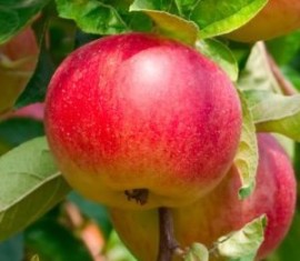 Pommier tapis : caractéristiques de la variété et entretien