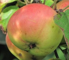 Pommier sucrier Miron : Variété, caractéristiques et entretien