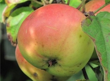 Pommier sucrier Miron : Variété, caractéristiques et entretien