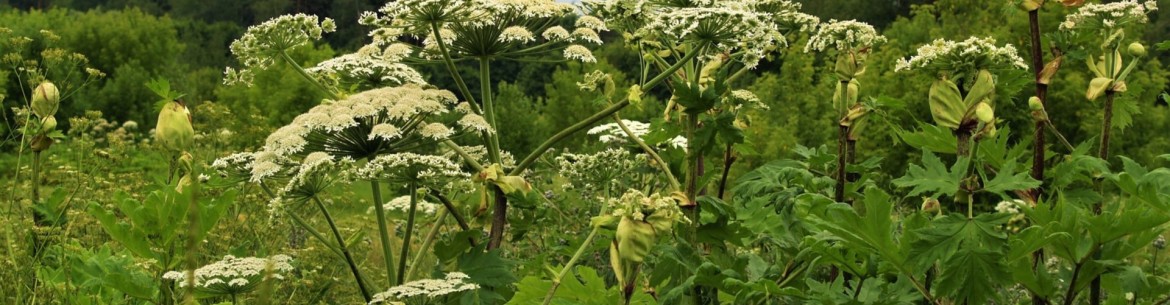 Combattre la berce du Caucase au jardin : comment se débarrasser de la mauvaise herbe la plus dangereuse