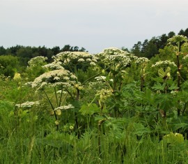 Combattre la berce du Caucase au jardin : comment se débarrasser de la mauvaise herbe la plus dangereuse