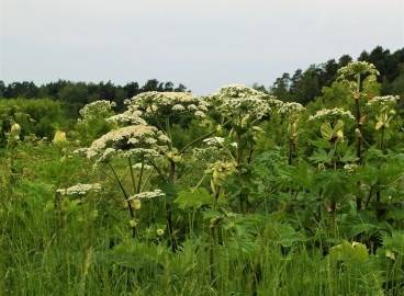 Combattre la berce du Caucase au jardin : comment se débarrasser de la mauvaise herbe la plus dangereuse