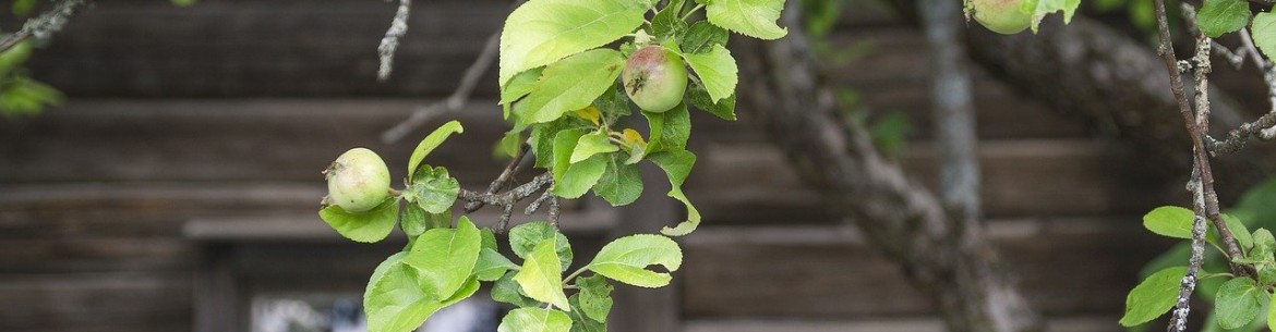 Préparation des pommiers pour l'hiver dans l'Oural – Guide complet