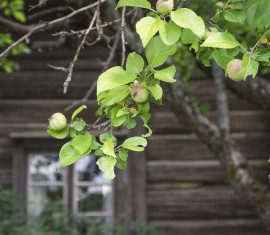 Préparation des pommiers pour l'hiver dans l'Oural – Guide complet