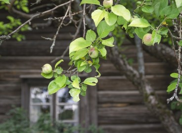 Préparation des pommiers pour l'hiver dans l'Oural – Guide complet
