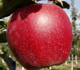 Pommier Braeburn : caractéristiques de la variété et entretien