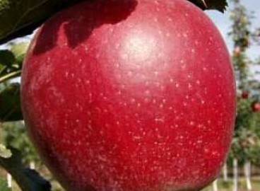 Pommier Braeburn : caractéristiques de la variété et entretien