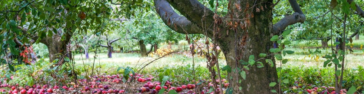 Pourquoi enterrer des pommes dans la terre ?