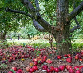 Pourquoi enterrer des pommes dans la terre ?