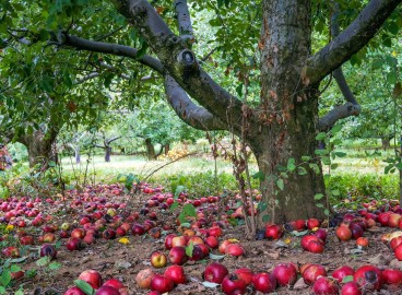 Pourquoi enterrer des pommes dans la terre ?