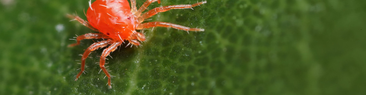 Les meilleures méthodes pour lutter contre les tétranyques sur les pommiers