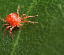 Les meilleures méthodes pour lutter contre les tétranyques sur les pommiers