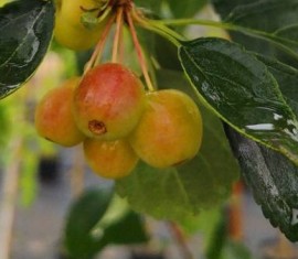 Pommier Sakhaline Pendula : caractéristiques de la variété et entretien