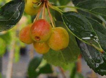 Pommier Sakhaline Pendula : caractéristiques de la variété et entretien
