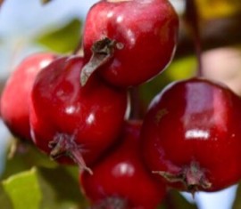 Pommier Nedzvetsky : caractéristiques de la variété et entretien