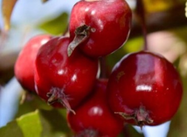 Pommier Nedzvetsky : caractéristiques de la variété et entretien