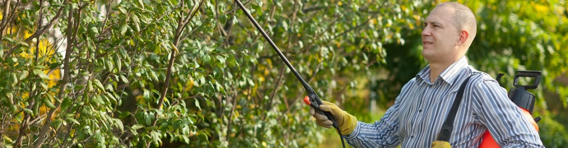 Comment traiter les pommiers après la floraison contre les parasites : 20 remèdes pour toutes les occasions